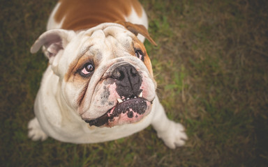 English Bulldog Dog looking up