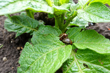 Colorado beetle on potato bush
