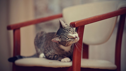 Domestic tender striped cat with white paws on a chair.