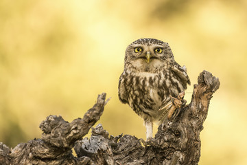 Athene noctua