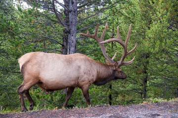 Elk in Yellowstone National Park