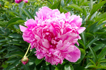 Peony
