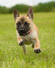 Rassmo Hund in gestrecktem Lauf