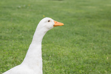 white gooses standing on the green floor