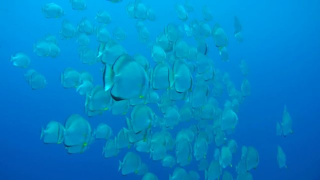 school of Orbicular batfish, circular batfish, orbiculate batfish, round batfish, or orbic batfish (Platax orbicularis) swims in the blue water, Red sea, Egypt
