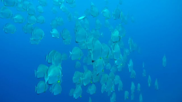 school of Orbicular batfish, circular batfish, orbiculate batfish, round batfish, or orbic batfish (Platax orbicularis) swims in the blue water, Red sea, Egypt
