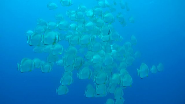 school of Orbicular batfish, circular batfish, orbiculate batfish, round batfish, or orbic batfish (Platax orbicularis) swims in the blue water, Red sea, Egypt
