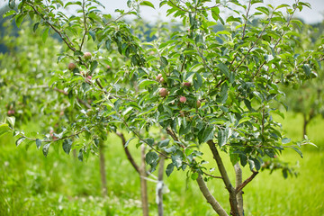 Apple trees in an orchard