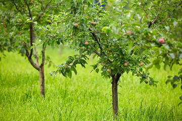 Fototapeta na wymiar Apple trees in an orchard