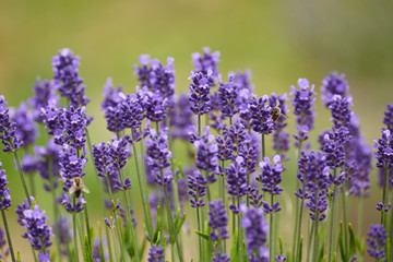 Blooming lavender