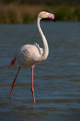 Lonely Pink Flamingo