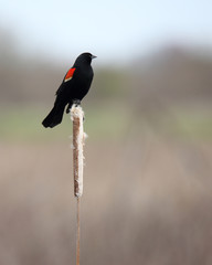 Male red-winged blackbird on a reed