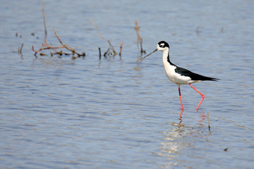 Black-necked stilt walking in shallow water