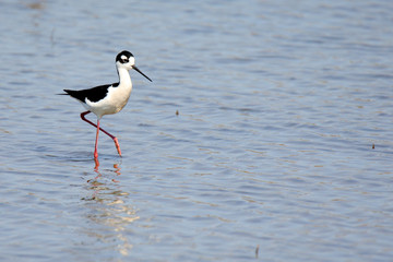 Black-necked stilt walking in shallow water