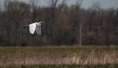 Great egret flying over a pond