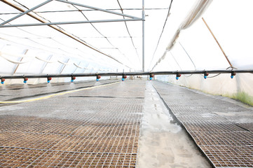 Fototapeta premium Watering seedlings in greenhouse