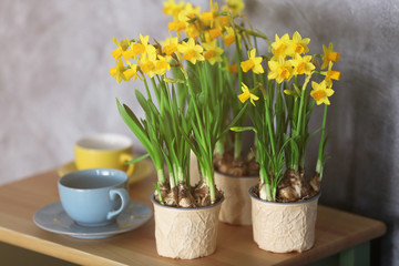 Beautiful narcissus and cups on wall background