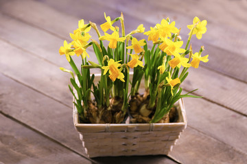 Beautiful narcissus in pot on wooden background