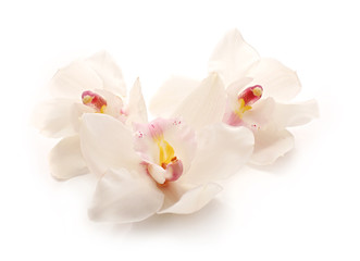 Beautiful white orchids on white background