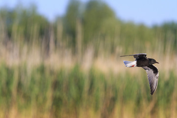 Black tern flying over the marsh