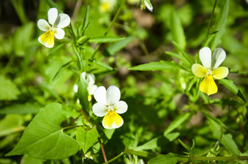 Pansy flowers Viola tricolor in the garden