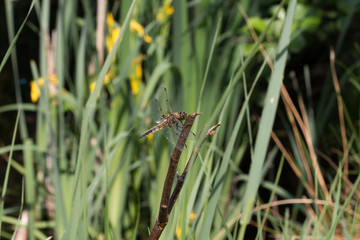 Vierflecklibelle an einen kleinen Zweig
Four-spotted chaser dragonfly on a small branch