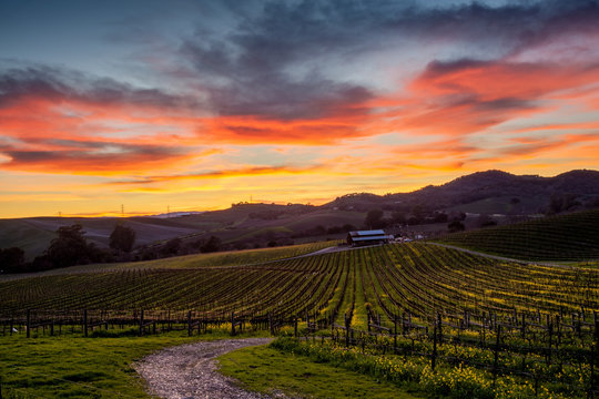 Colorful Sunset Over A Napa California Vineyard