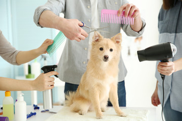 Cute dog Spitz at groomer salon
