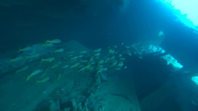 Large school of Yellowfin goatfish (Mulloidichthys vanicolensis) swims inside the wreck of the  SS Dunraven, Red sea, Egypt  
