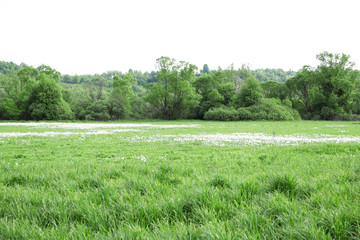 Beautiful daffodils flowers on meadow with sunlight