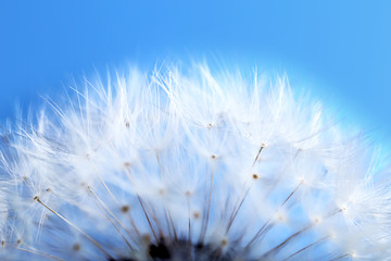 Dandelion seed head on blue background