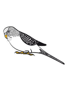 budgerigar