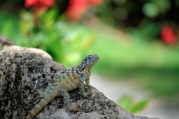 Lizard