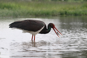 Black stork, Ciconia nigra