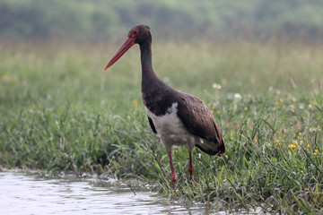 Black stork, Ciconia nigra
