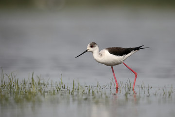 Black-winged stilt, Himantopus himantopus