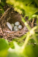 Naklejka na ściany i meble sparrow eggs in nest