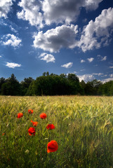 Poppies in field of wheat with blue sky and white clouds, Poland