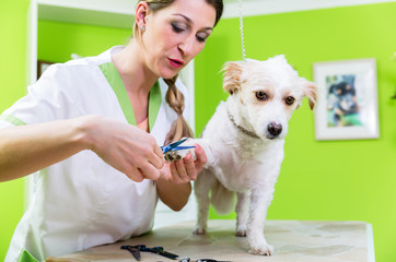 Pediküre für kleinen Hund im Hundesalon, Frau schneidet ihm die Krallen