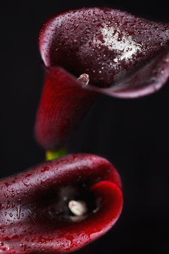 Two red calla flower