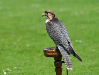 Male Lanner Falcon on perch.