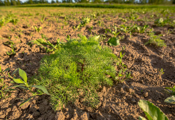 Cultivated land in a rural landscape in spring