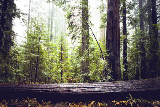 Redwood trees at state park