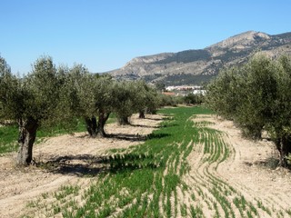 Intercropping with cereal and olive trees