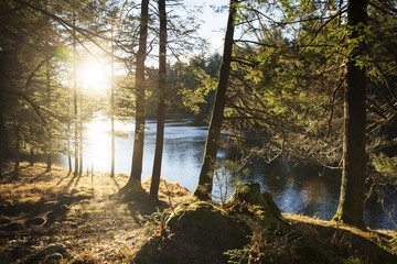 Trees growing on field by river on sunny day