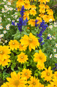 Farbenfrohe Sommerblumen im Staudenbeet, Bauerngarten, Gartenblumen