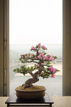 Bonsai tree on table by glass door