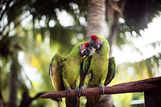 Great green macaws perching on branch in forest