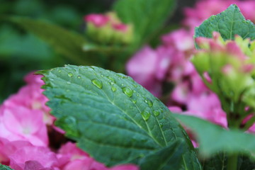 Hoja de hortensia