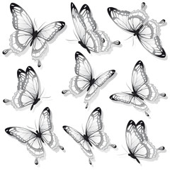 butterflies design
